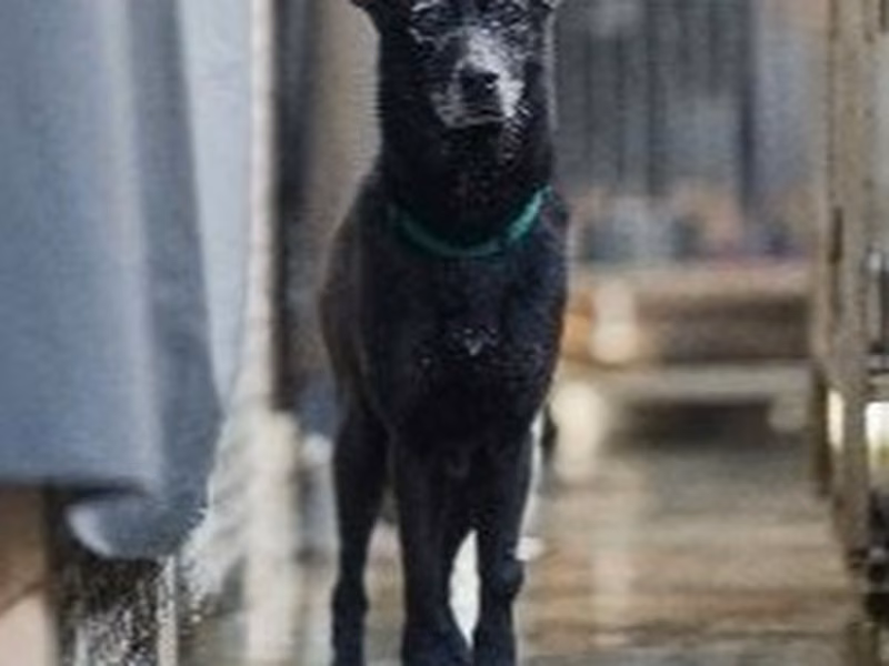 Black adult female mixed-breed dog, Medium, shelter no. …6002