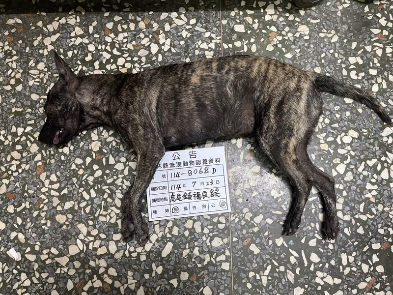 Tabby adult female mixed-breed dog, Large, shelter no. …068D