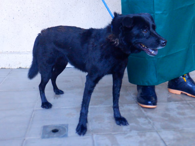 Black adult female mixed-breed dog, Medium, shelter no. …9678