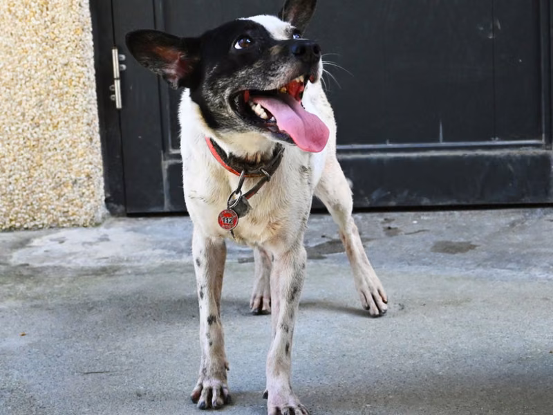 Black-and-white adult female mixed-breed dog, Medium, shelter no. …5003