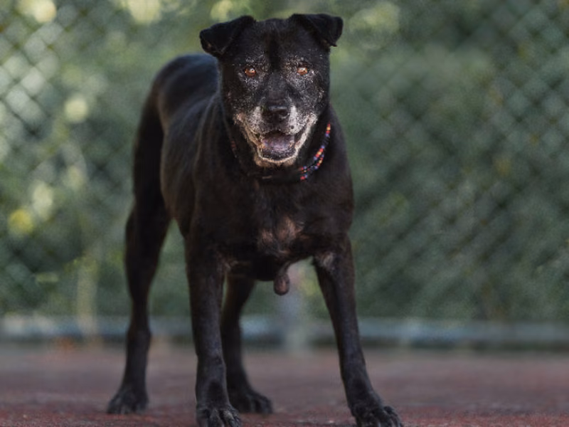 Black adult male mixed-breed dog, Medium, shelter no. …0219