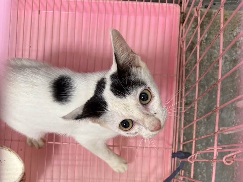 Black-and-white adult female mixed-breed cat, Medium, shelter no. …4001
