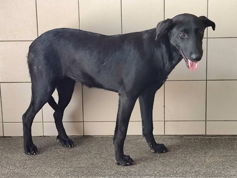 Black adult female mixed-breed dog, Large, shelter no. …0906