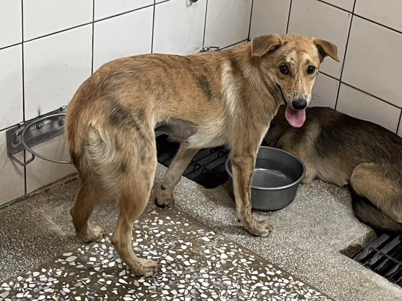 Tan adult female mixed-breed dog, Medium, shelter no. …3A13