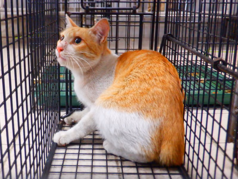 Orange-and-white adult male mixed-breed cat, Small, shelter no. …25C4