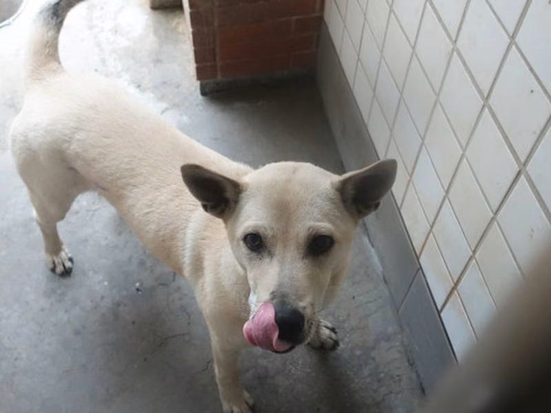 White adult male mixed-breed dog, Large, shelter no. …0380
