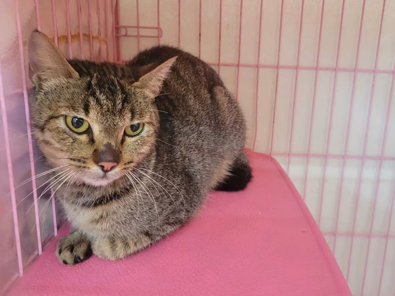 Tabby adult female mixed-breed cat, Medium, shelter no. …2103