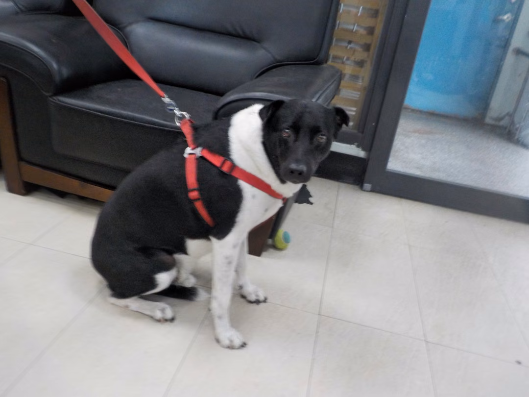 Black-and-white adult male mixed-breed dog, Medium, shelter no. …3017