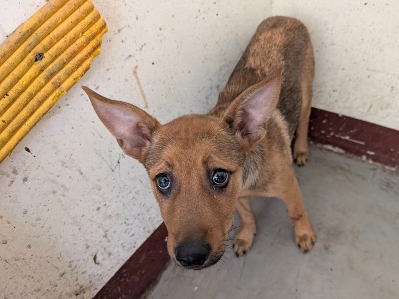 Tan adult female mixed-breed dog, Large, shelter no. …0204