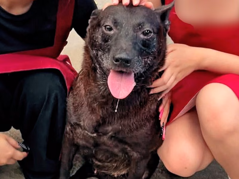 Black adult female mixed-breed dog, Medium, shelter no. …6003
