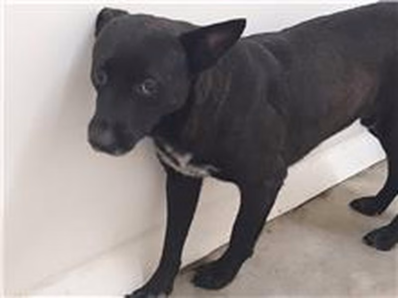 Black-and-white adult male mixed-breed dog, Medium, shelter no. …2308