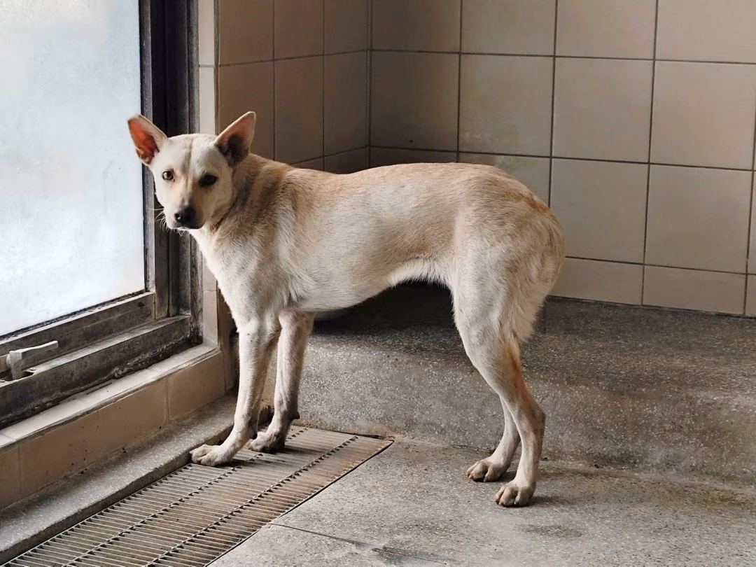 White adult female mixed-breed dog, Large, shelter no. …1606