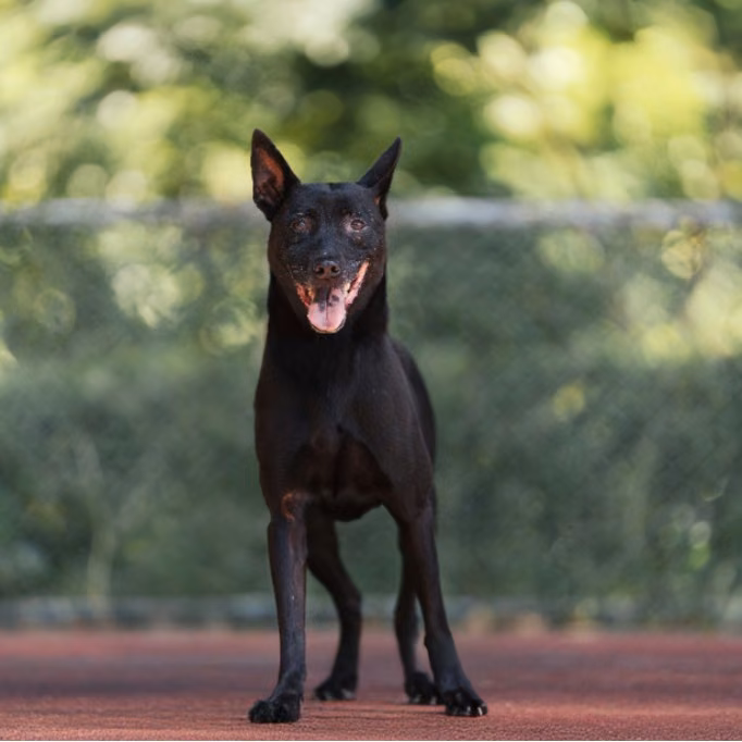 Black adult female mixed-breed dog, Medium, shelter no. …0525