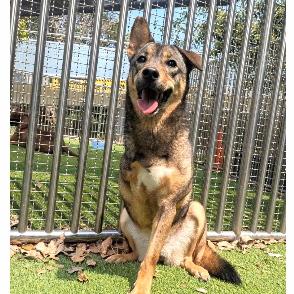Black-and-tan young female mixed-breed dog, Small, shelter no. …0001