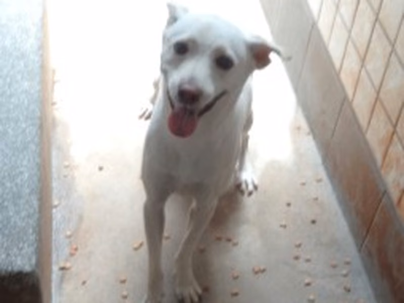 White adult female mixed-breed dog, Large, shelter no. …1006