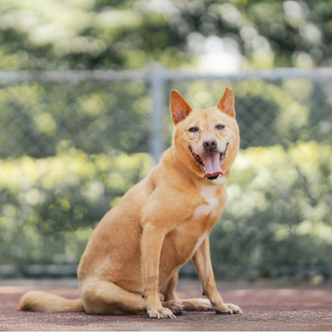 Tan adult male mixed-breed dog, Medium, shelter no. …2901