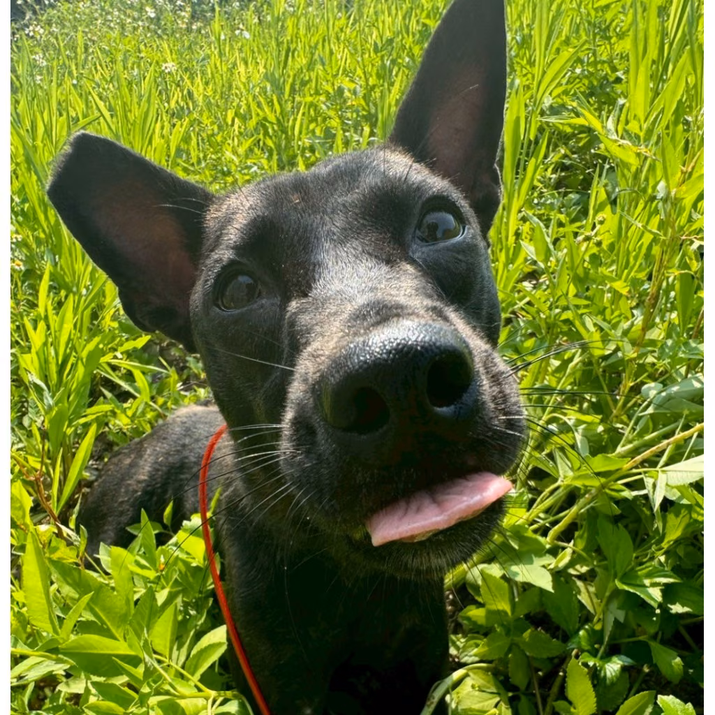 Black-and-brown adult female mixed-breed dog, Medium, shelter no. …2001