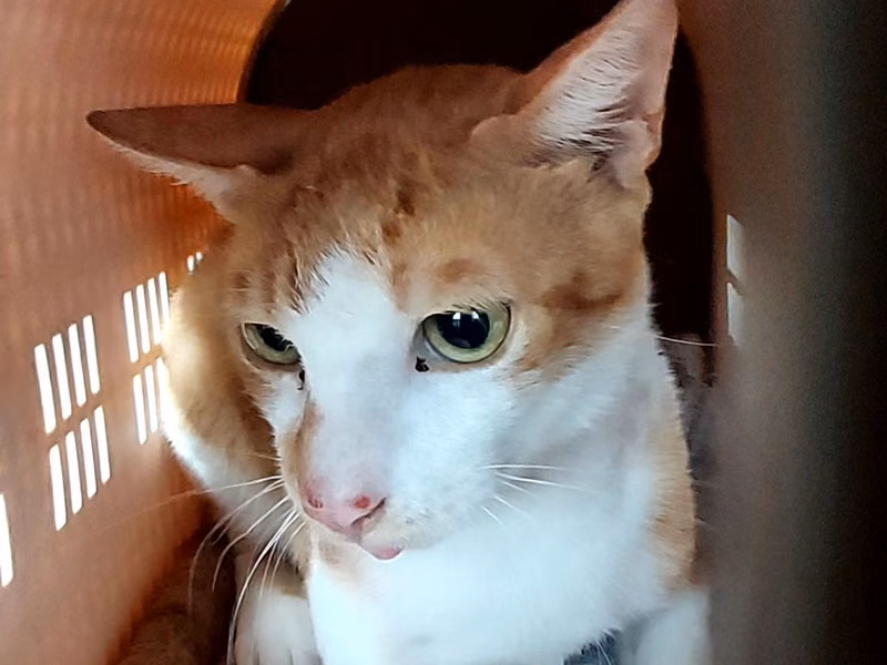 Orange adult male mixed-breed cat, Medium, shelter no. …5003