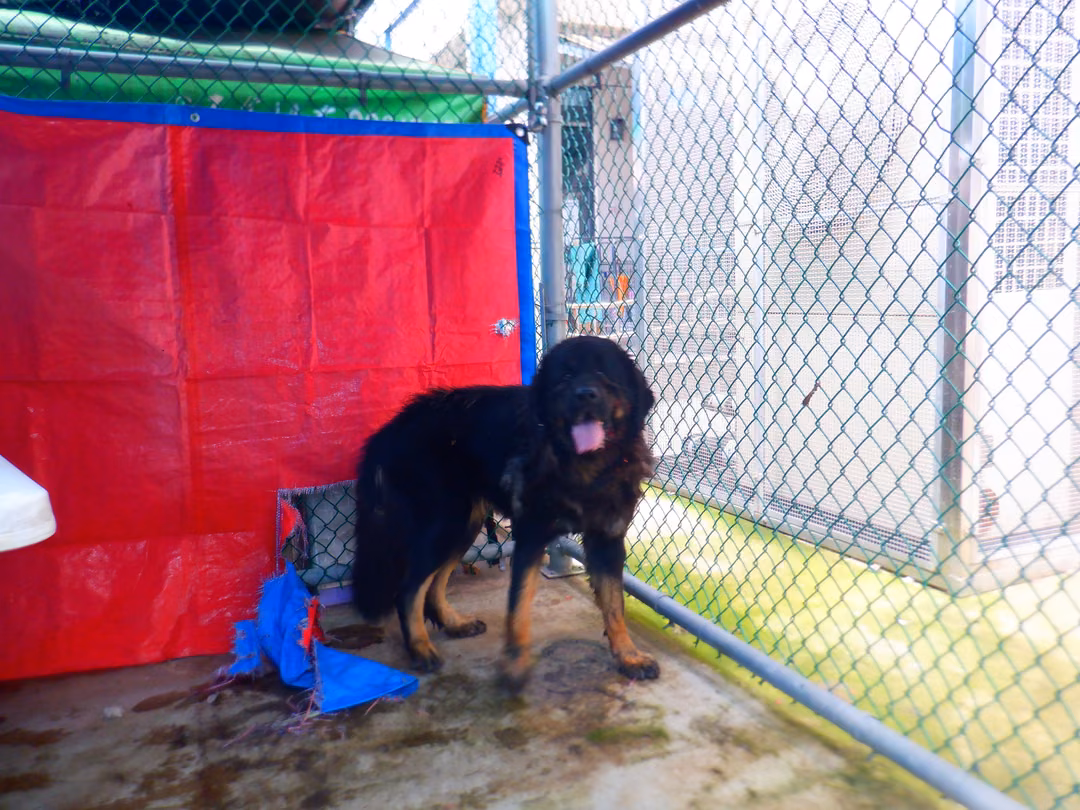 Black-and-tan adult female English Mastiff, Large, shelter no. …8792