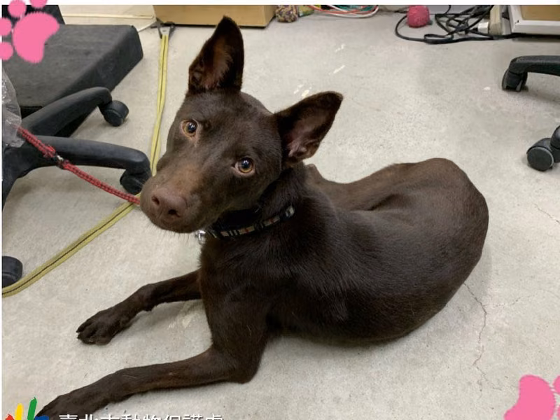 Brown young male mixed-breed dog, Small, shelter no. …0801
