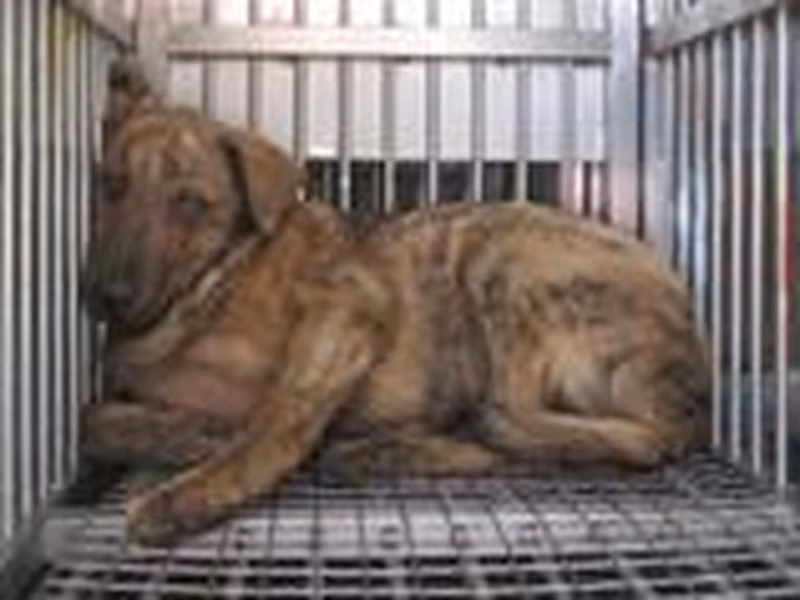 Tabby male mixed-breed dog, Medium, shelter no. …5008