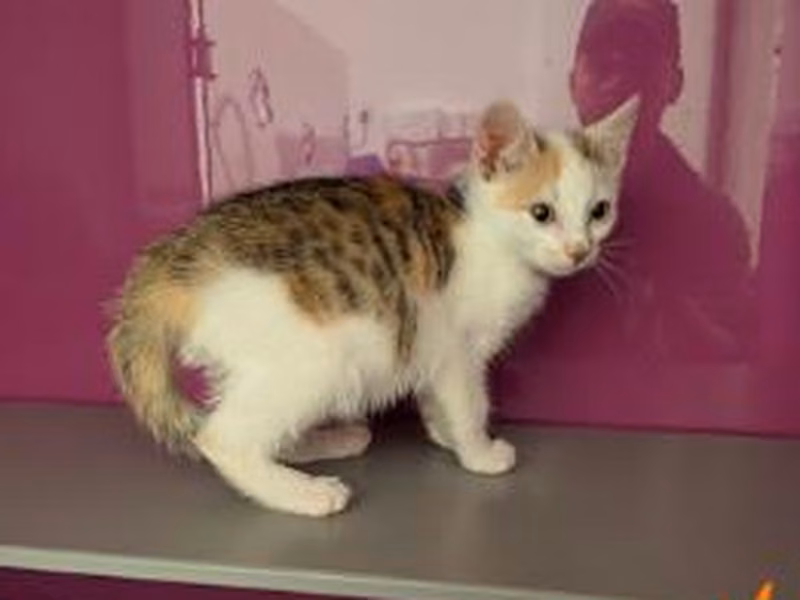 Young female European Shorthair, shelter no. …4085