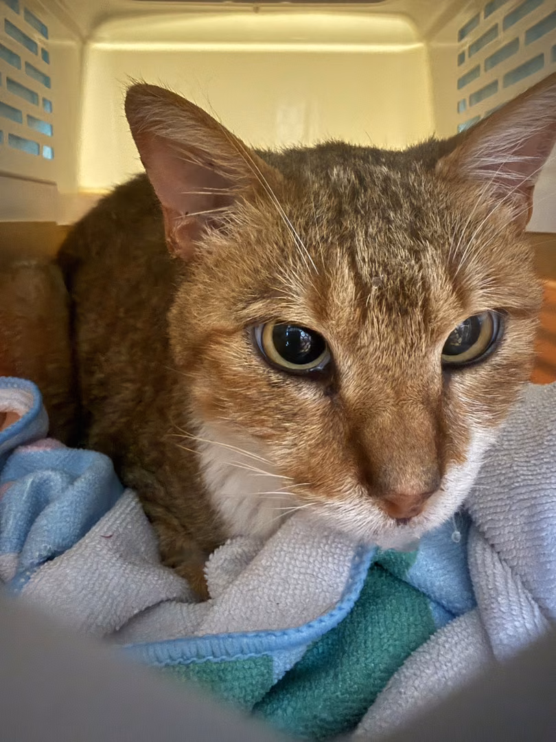 Orange adult female mixed-breed cat, Medium, shelter no. …4001