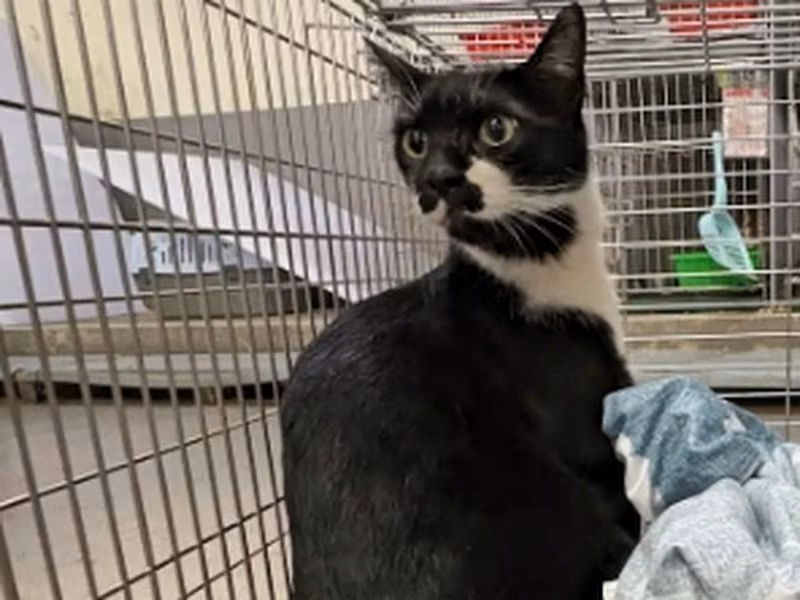 Black-and-white adult male mixed-breed cat, Medium, shelter no. …6013