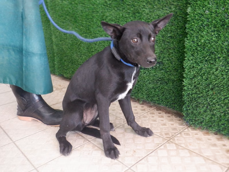 Black adult female mixed-breed dog, Medium, shelter no. …8635