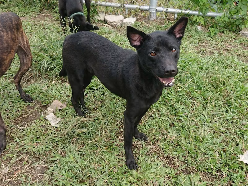 Black adult male mixed-breed dog, Medium, shelter no. …2911