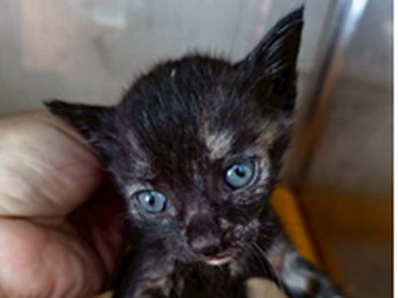 Adult female mixed-breed cat, Small, shelter no. …7007