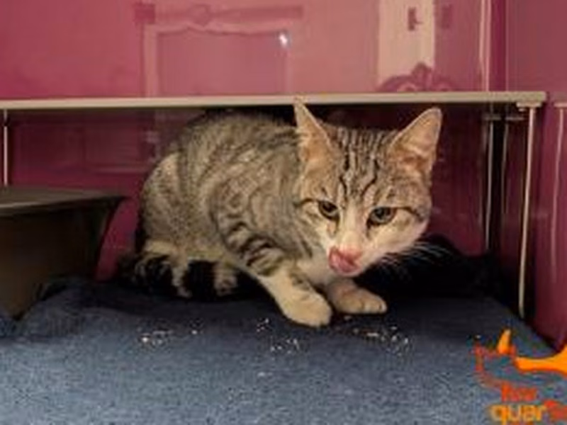 Gray tabby adult male European Shorthair, shelter no. …4481