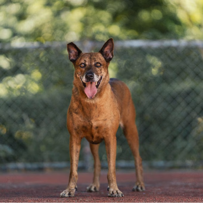 Tan adult female mixed-breed dog, Medium, shelter no. …1301