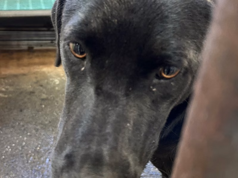 Black adult male mixed-breed dog, Medium, shelter no. …7002