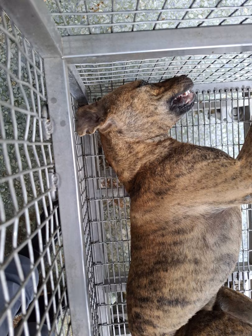 Tabby adult male mixed-breed dog, Medium, shelter no. …4-05