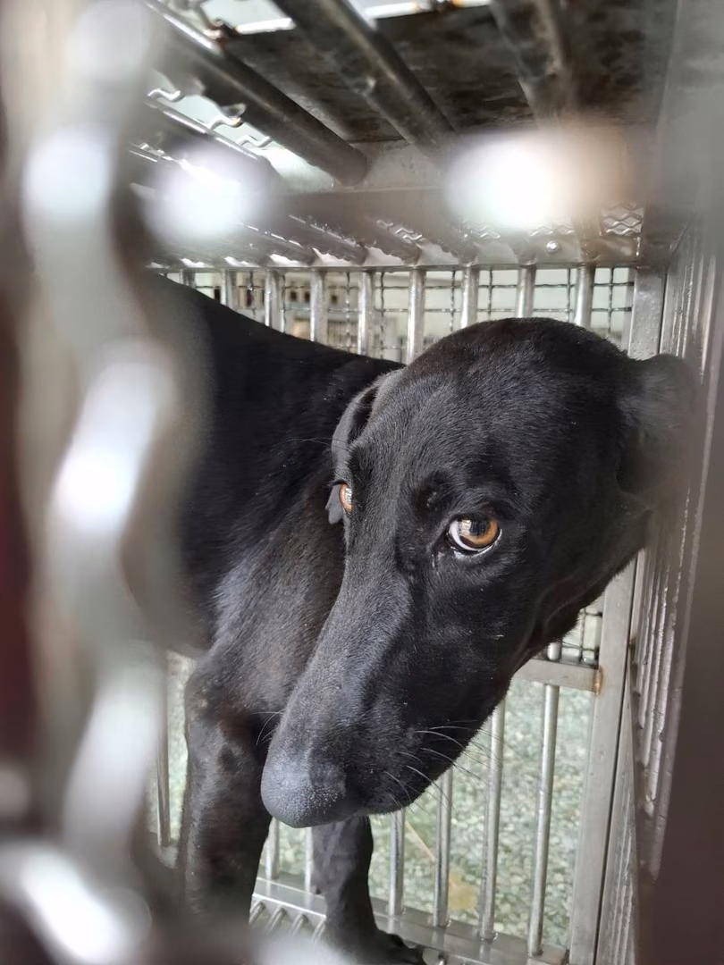 Black adult female mixed-breed dog, Large, shelter no. …7-02