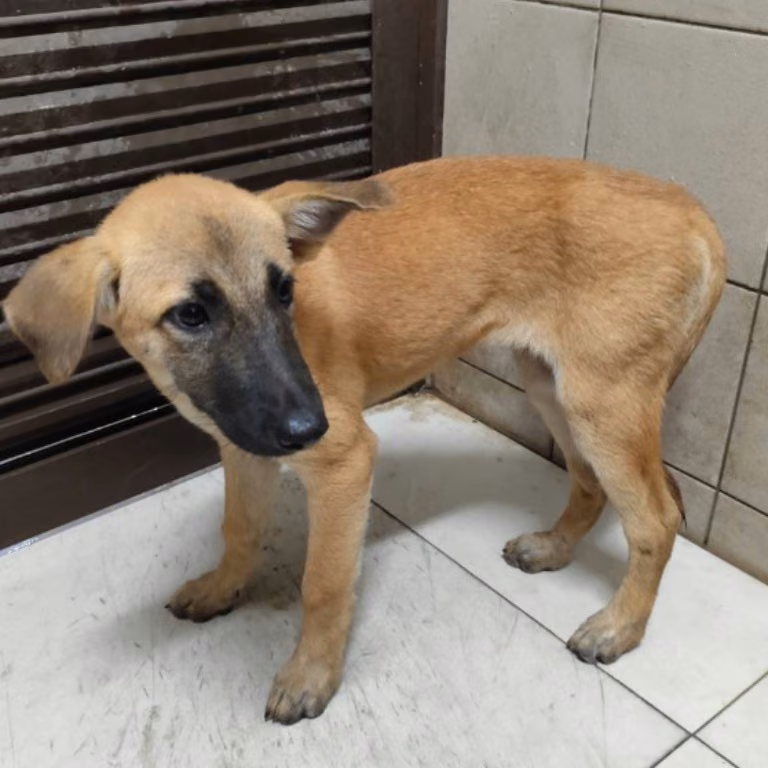 Tan adult female mixed-breed dog, Large, shelter no. …1415