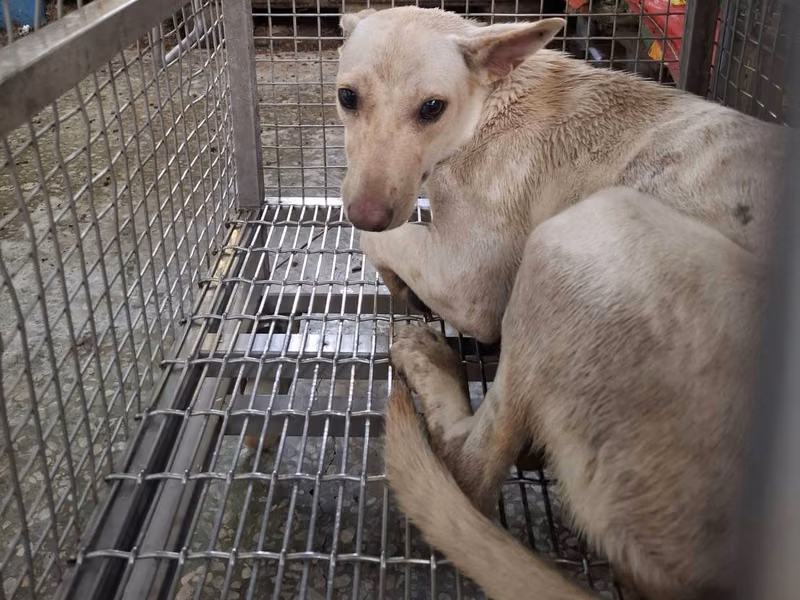 White adult female mixed-breed dog, Medium, shelter no. …4-03