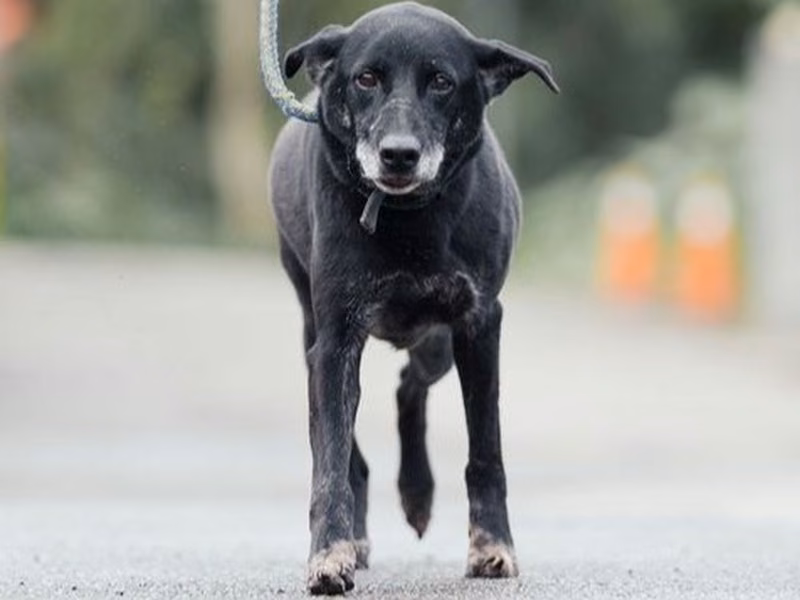 Black adult male mixed-breed dog, Medium, shelter no. …2901