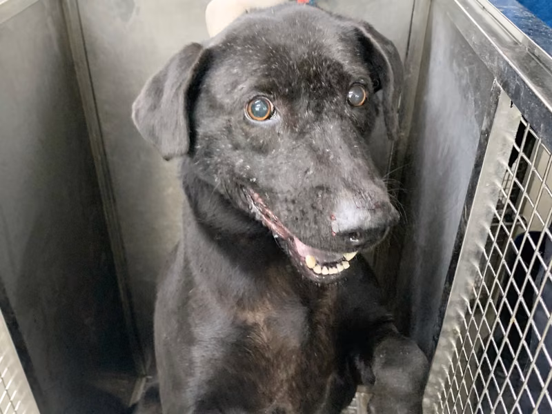 Black adult female mixed-breed dog, Medium, shelter no. …1806