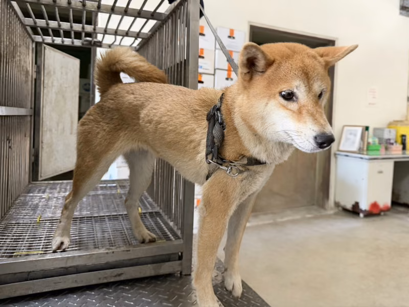 Tan adult female Shiba Inu, Medium, shelter no. …7012