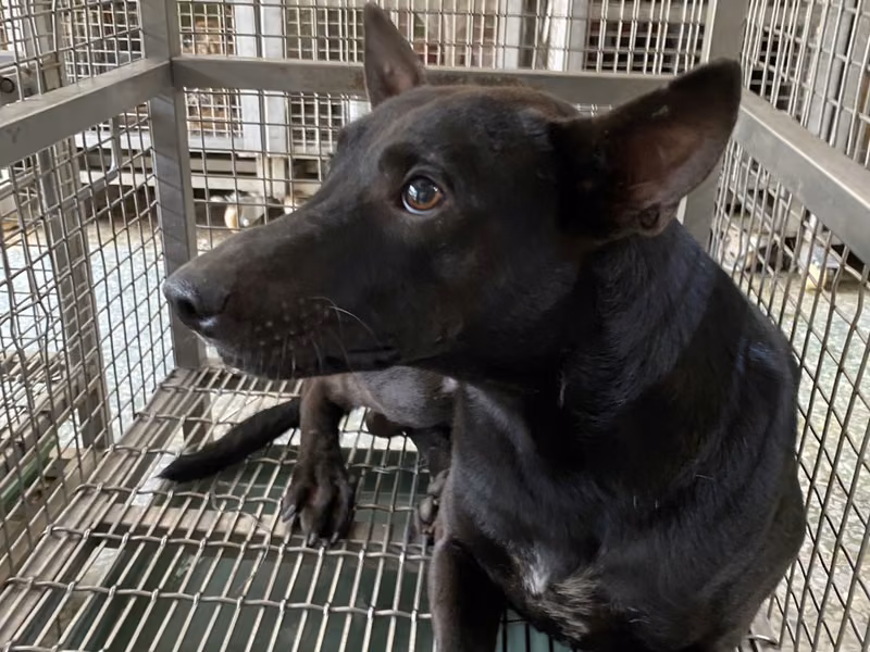 Black adult male mixed-breed dog, Medium, shelter no. …9-04