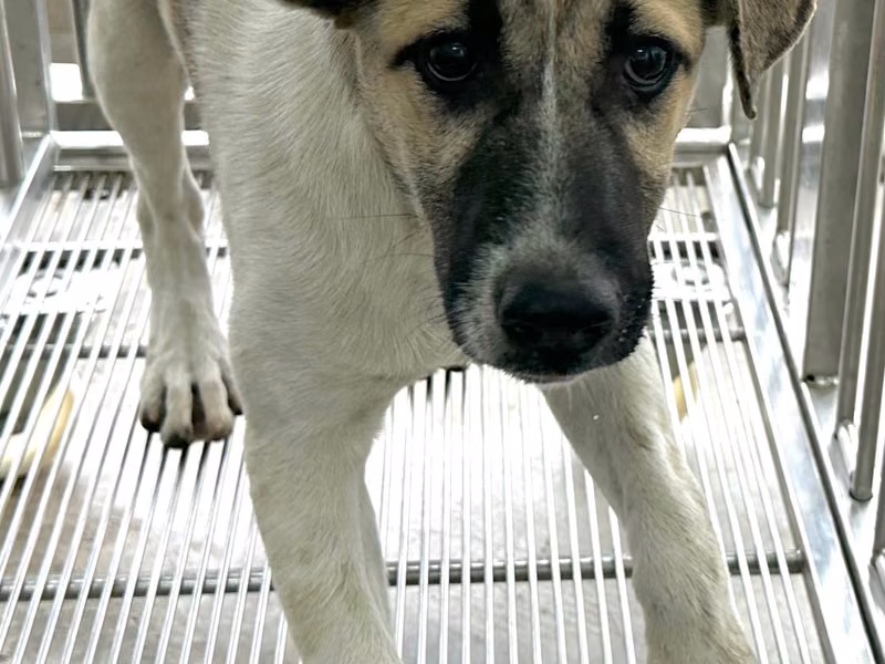 Brown-and-white adult female mixed-breed dog, Medium, shelter no. …8003