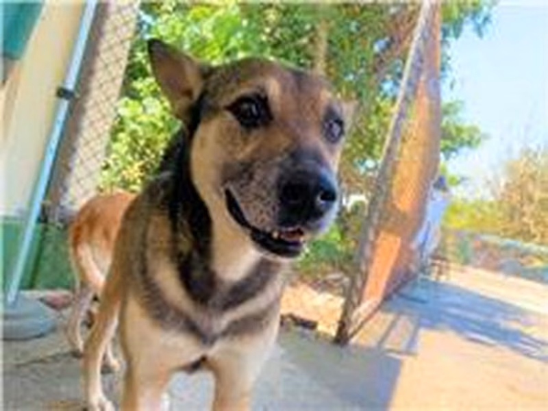Black-and-brown adult male mixed-breed dog, Medium, shelter no. …4002