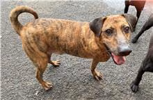 Tabby adult male mixed-breed dog, Medium, shelter no. …0902
