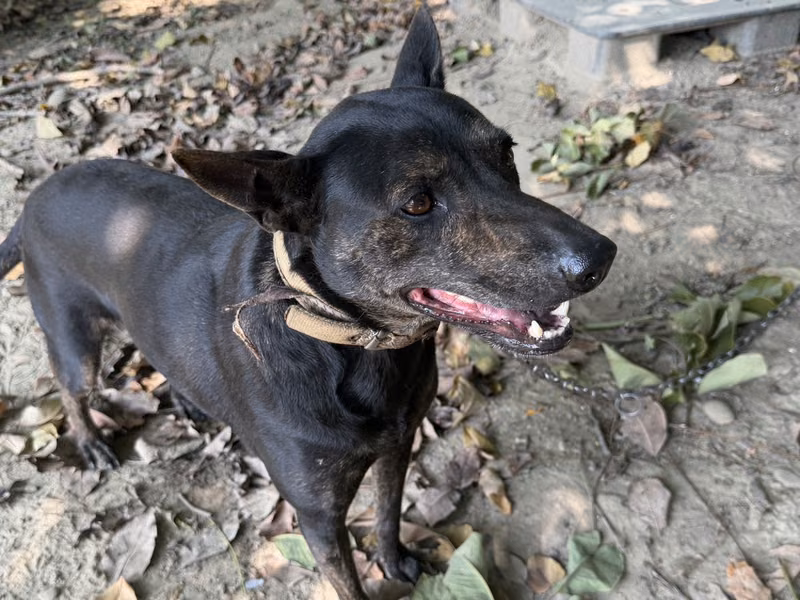 Black adult female mixed-breed dog, Medium, shelter no. …16-G