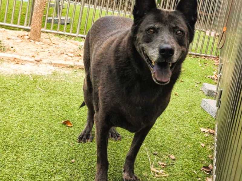 Black adult female mixed-breed dog, Large, shelter no. …2002