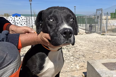 Ripidos, Adult · Male · Large · Mixed breed