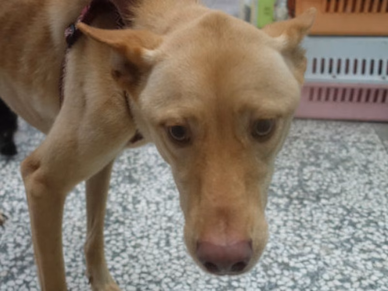 Tan adult male mixed-breed dog, Large, shelter no. …1792