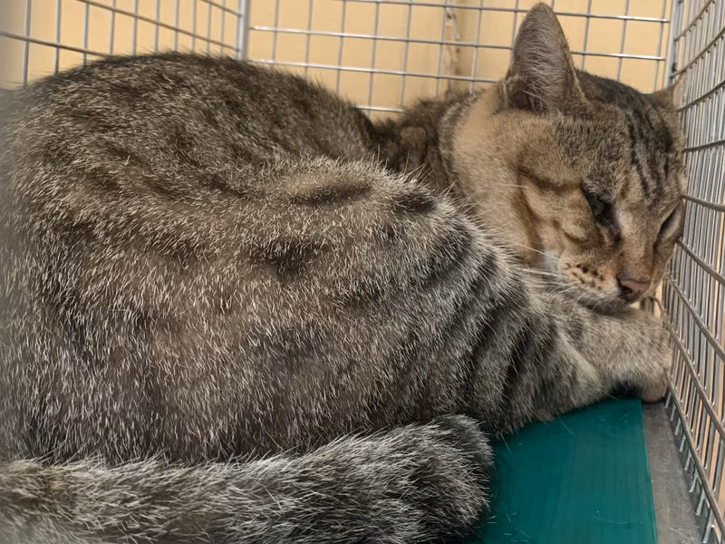 Tabby adult male mixed-breed cat, Small, shelter no. …0210
